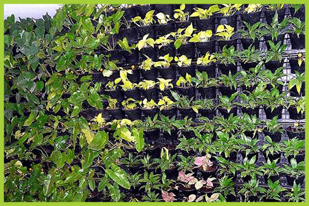 Green Wall (Drop Irrigation)